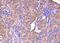 Formimidoyltransferase Cyclodeaminase antibody, NB600-412, Novus Biologicals, Immunohistochemistry paraffin image 