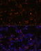 Surfactant Protein C antibody, 18-339, ProSci, Immunofluorescence image 
