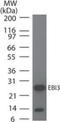 Epstein-Barr Virus Induced 3 antibody, TA336877, Origene, Western Blot image 