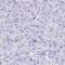 MON1 Homolog A, Secretory Trafficking Associated antibody, HPA053752, Atlas Antibodies, Immunohistochemistry paraffin image 