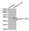 SHC Adaptor Protein 1 antibody, abx000316, Abbexa, Western Blot image 