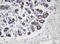 Apurinic/Apyrimidinic Endodeoxyribonuclease 1 antibody, LS-C175242, Lifespan Biosciences, Immunohistochemistry frozen image 