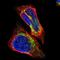 Aldehyde Dehydrogenase 18 Family Member A1 antibody, NBP1-83324, Novus Biologicals, Immunofluorescence image 