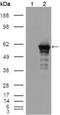 Desmin antibody, NB110-60508, Novus Biologicals, Western Blot image 