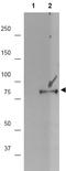 Ribosomal Protein S6 Kinase A1 antibody, AP09419PU-N, Origene, Western Blot image 