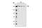 Phosphatidylinositol 4-Kinase Alpha antibody, 4902S, Cell Signaling Technology, Western Blot image 