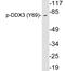 DEAD-Box Helicase 3 X-Linked antibody, LS-C291494, Lifespan Biosciences, Western Blot image 