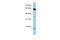 Homeobox And Leucine Zipper Encoding antibody, 26-252, ProSci, Western Blot image 