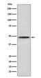 Myogenic Differentiation 1 antibody, M00964-3, Boster Biological Technology, Western Blot image 
