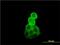 Tubulin Alpha 1b antibody, H00010376-M01, Novus Biologicals, Immunofluorescence image 