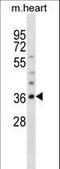 Oligodendrocyte Transcription Factor 1 antibody, LS-C158440, Lifespan Biosciences, Western Blot image 