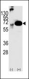 Protein Tyrosine Phosphatase Non-Receptor Type 11 antibody, LS-C101075, Lifespan Biosciences, Western Blot image 