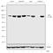 Neurotrophic Receptor Tyrosine Kinase 3 antibody, 701985, Invitrogen Antibodies, Western Blot image 