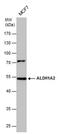 ALDH1A2 antibody, PA5-30288, Invitrogen Antibodies, Western Blot image 