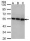COP9 Signalosome Subunit 2 antibody, GTX106361, GeneTex, Western Blot image 