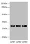 Syntaxin 7 antibody, LS-C676558, Lifespan Biosciences, Western Blot image 