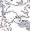 Apolipoprotein B MRNA Editing Enzyme Catalytic Subunit 3A antibody, NBP1-88999, Novus Biologicals, Immunohistochemistry frozen image 