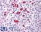 Beta-Secretase 1 antibody, LS-A8893, Lifespan Biosciences, Immunohistochemistry frozen image 