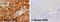 Albumin antibody, ab2406, Abcam, Immunohistochemistry paraffin image 