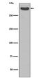 Cubilin antibody, M03670, Boster Biological Technology, Western Blot image 