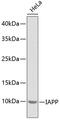 Islet Amyloid Polypeptide antibody, 18-826, ProSci, Western Blot image 