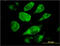 Signal Sequence Receptor Subunit 4 antibody, LS-C198267, Lifespan Biosciences, Immunofluorescence image 