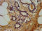 Lymphotoxin Beta Receptor antibody, LS-C678535, Lifespan Biosciences, Immunohistochemistry paraffin image 