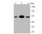 Meis Homeobox 2 antibody, NBP2-75571, Novus Biologicals, Western Blot image 