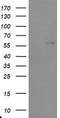 TRAF Interacting Protein antibody, TA800091, Origene, Western Blot image 