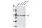 G Protein Subunit Alpha Z antibody, 3904S, Cell Signaling Technology, Western Blot image 