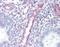 Syndecan 4 antibody, orb95740, Biorbyt, Immunohistochemistry paraffin image 