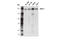 FGR Proto-Oncogene, Src Family Tyrosine Kinase antibody, 96687S, Cell Signaling Technology, Western Blot image 