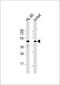 Ras Association Domain Family Member 7 antibody, 58-836, ProSci, Western Blot image 
