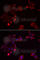 Src Kinase Associated Phosphoprotein 2 antibody, A6435, ABclonal Technology, Immunofluorescence image 