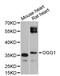 8-Oxoguanine DNA Glycosylase antibody, LS-C331440, Lifespan Biosciences, Western Blot image 