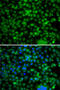 Phytanoyl-CoA Dioxygenase Domain Containing 1 antibody, 22-785, ProSci, Immunofluorescence image 