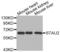 Staufen Double-Stranded RNA Binding Protein 2 antibody, abx002447, Abbexa, Western Blot image 