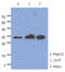 Mitochondrial Ribosome Recycling Factor antibody, MBS200227, MyBioSource, Western Blot image 