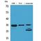 Cell Division Cycle 34 antibody, LS-C386950, Lifespan Biosciences, Western Blot image 