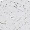 Serpin Family F Member 1 antibody, NBP1-83972, Novus Biologicals, Immunohistochemistry frozen image 