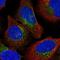 Archain 1 antibody, HPA044874, Atlas Antibodies, Immunofluorescence image 