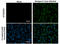 Dengue virus antibody, GTX29202, GeneTex, Immunocytochemistry image 