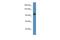 SEC31 Homolog A, COPII Coat Complex Component antibody, PA5-70076, Invitrogen Antibodies, Western Blot image 