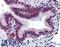 Mucin-13 antibody, LS-A8191, Lifespan Biosciences, Immunohistochemistry paraffin image 