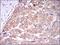 Caspase 8 antibody, GTX60510, GeneTex, Immunohistochemistry paraffin image 