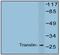 Translin antibody, AP20446PU-N, Origene, Western Blot image 