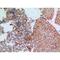 Jagged Canonical Notch Ligand 1 antibody, LS-C387165, Lifespan Biosciences, Immunohistochemistry frozen image 