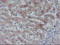 Adipocyte Plasma Membrane Associated Protein antibody, LS-C337679, Lifespan Biosciences, Immunohistochemistry frozen image 