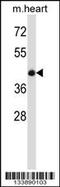 Bone Morphogenetic Protein 7 antibody, 57-313, ProSci, Western Blot image 