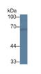 Chimerin 2 antibody, LS-C374470, Lifespan Biosciences, Western Blot image 